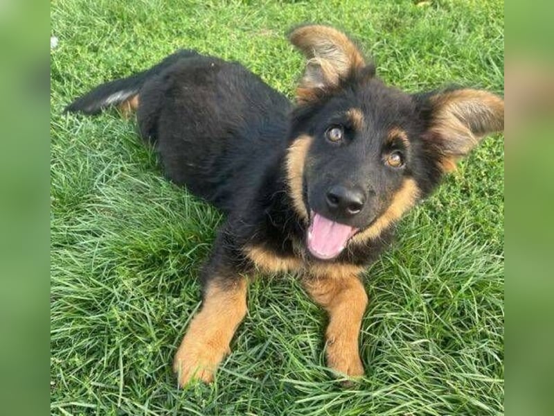 SULTAN das Hundkind wurde zurück gelassen