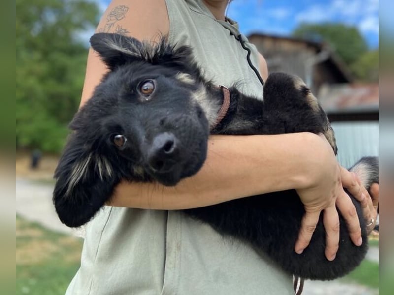 NIKKI das Hundkind wurde ausgesetzt