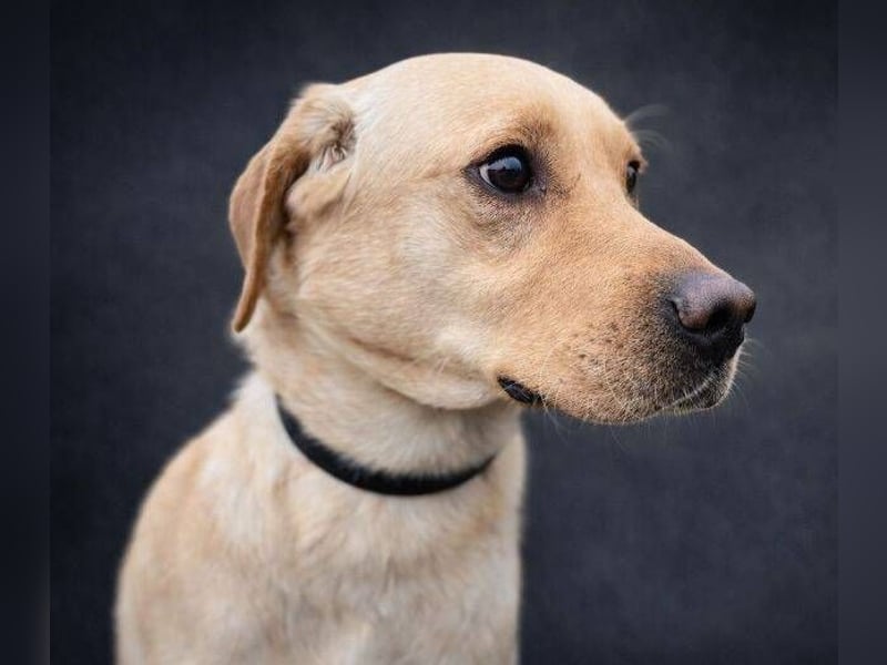 MONTY süßer Hundejunge