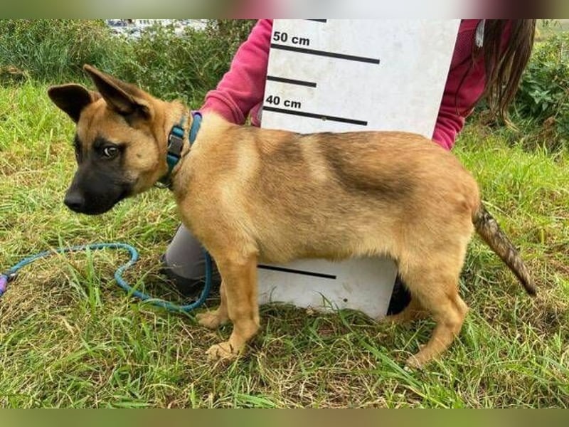 XARO süßer Hundejung sucht sein Zuhause