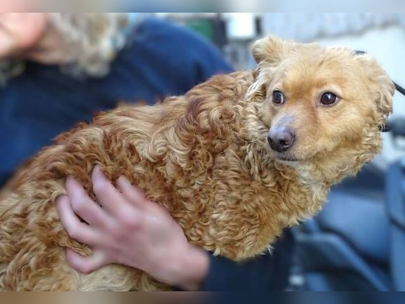 MEDDY , trotz Schönheit in Lebensgefahr