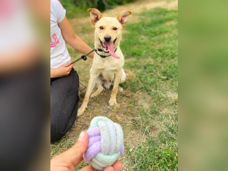 SHELDON ,verspielter , freundlicher Hundejunge