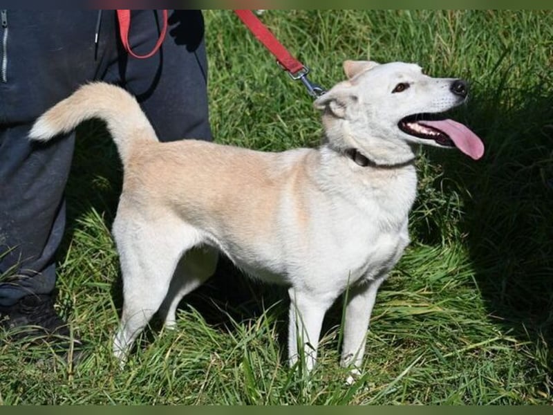 CHANTAL ist ein Traumhund CHANTAL ist ein Traumhund