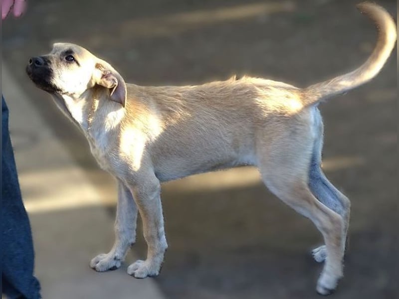 BEA ist in großer Gefahr