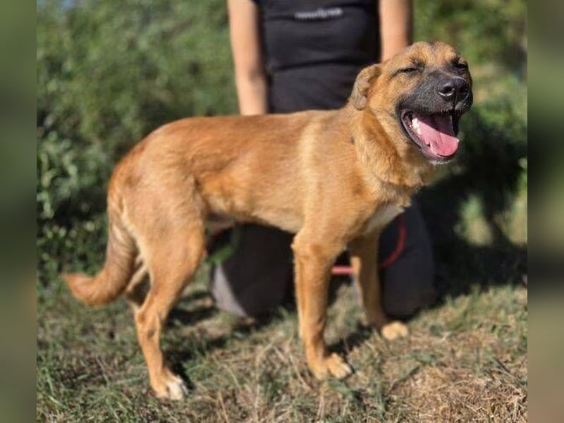 ARAMIS der Hundejunge irrte verloren umher