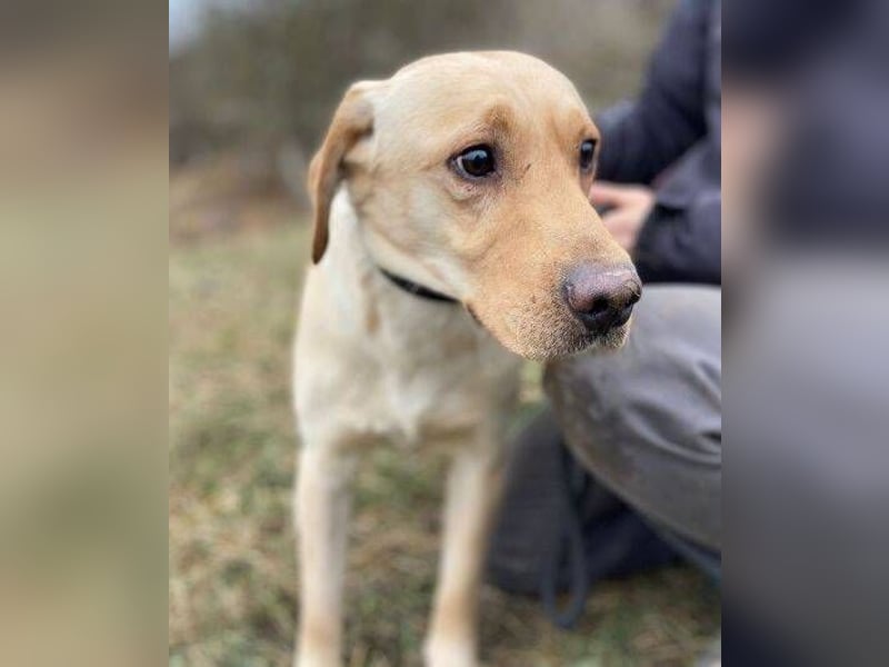 MONTY süßer Hundejunge