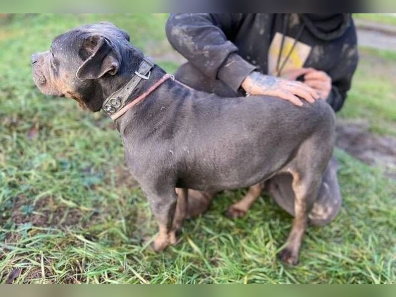 JORGI ist ein liebenswerter,  verträglicher Kerl