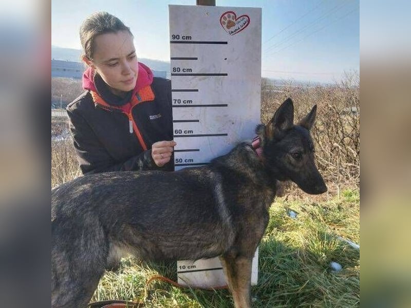 ZOYA wartet sehnsüchtig auf ein liebevolles Zuhause