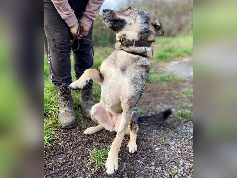 BRENDA ist eine zarte, liebevolle Hündin