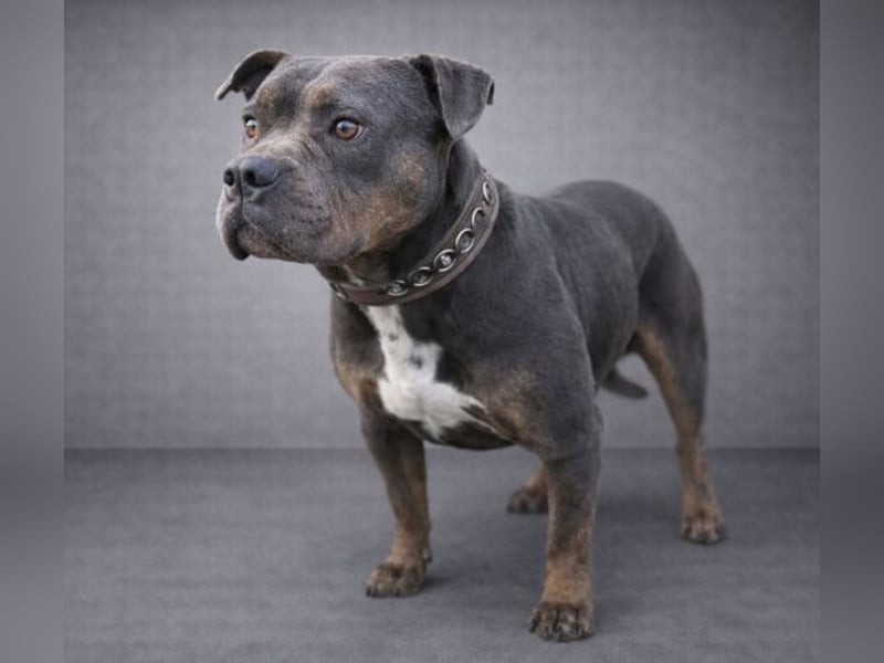 JORGI ist ein liebenswerter,  verträglicher Kerl