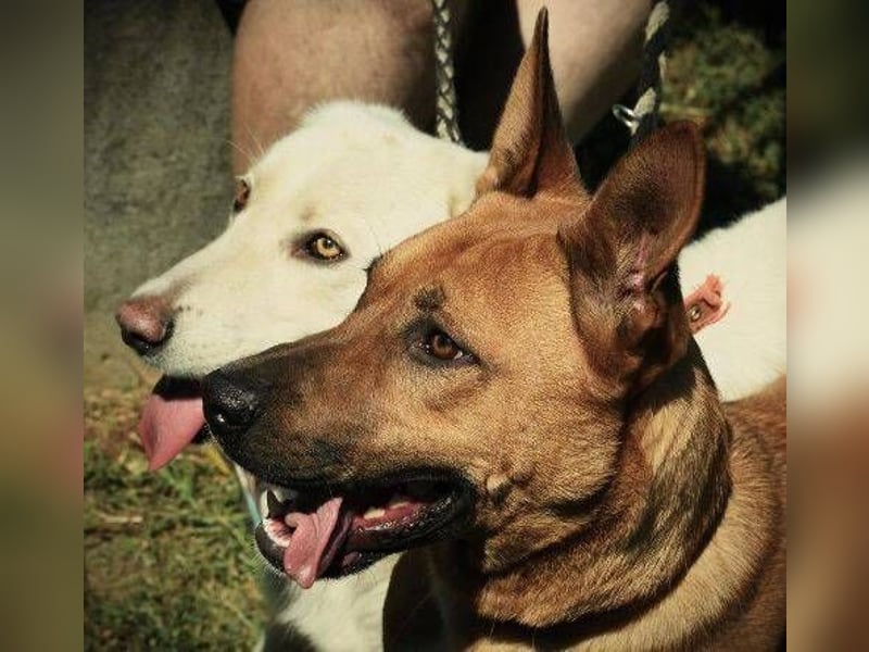 JASON sehnt sich so nach einem eigenen Zuhause