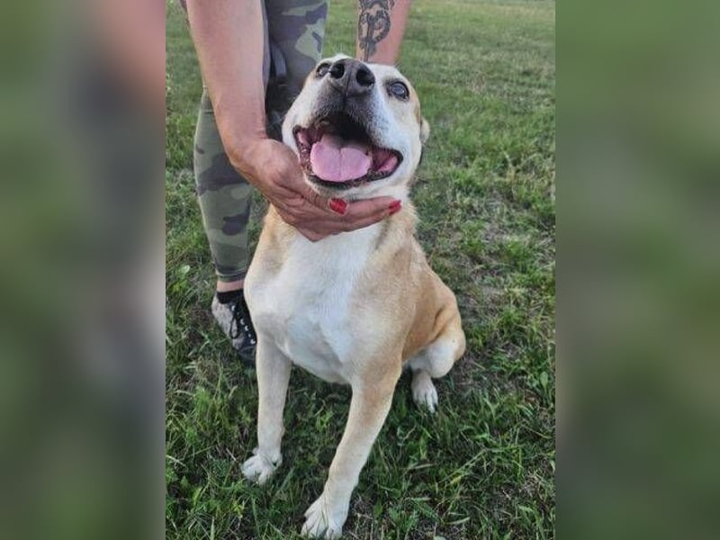 JACK ist eine Seele von Hund