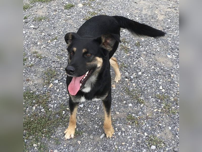 SARIO hatte einen Schutzengel