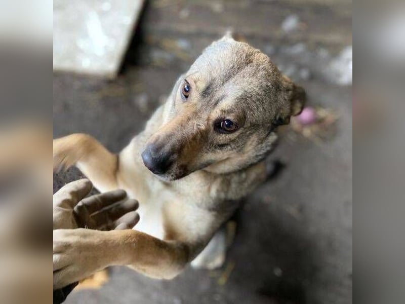 BRENDA ist eine zarte, liebevolle Hündin