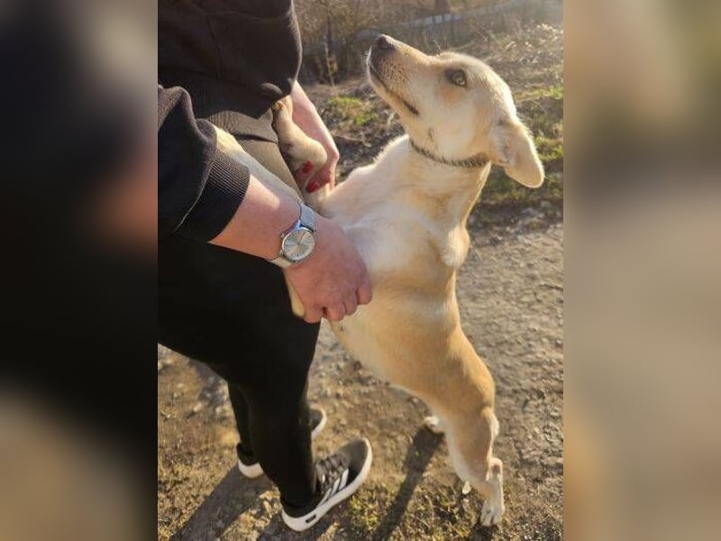 AMBRA  ist eine ganz fürsorgliche Hündin