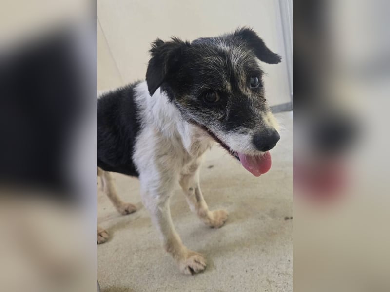 RICKY 2 sucht Ruhesitz