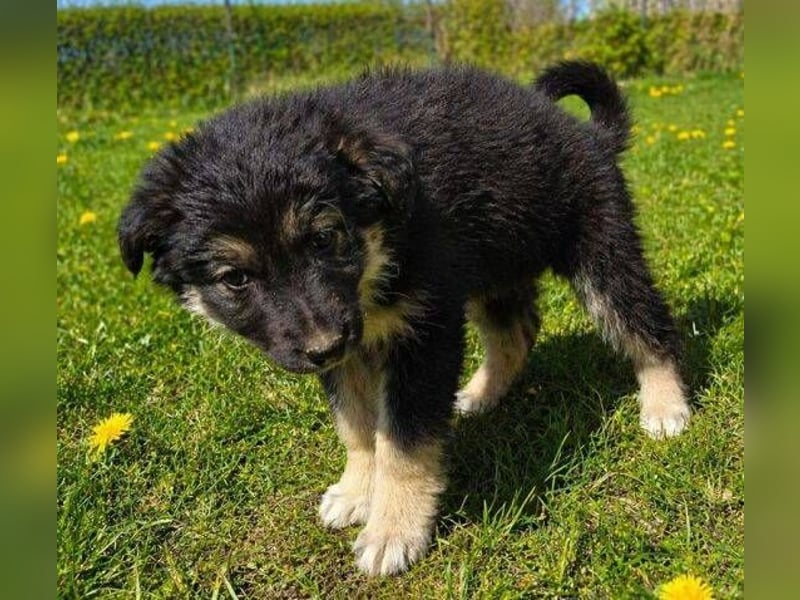 Laura ist ein süßes Hundemädchen