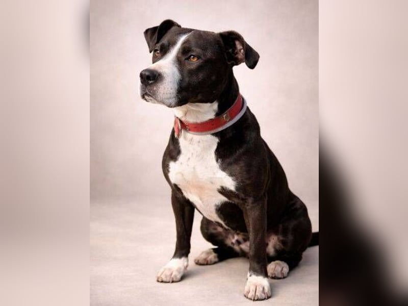 TORI hat einen Herzenswunsch  -ein Zuhause