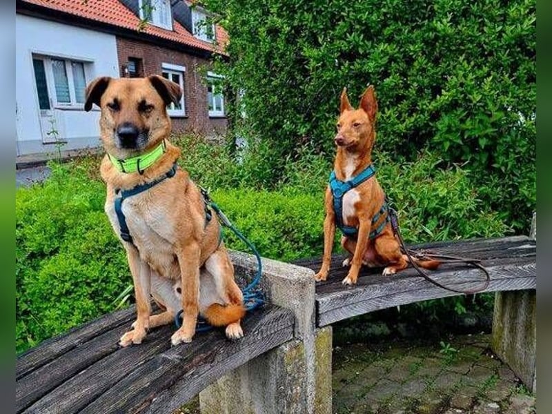 ROXY ist ein super Begleiter