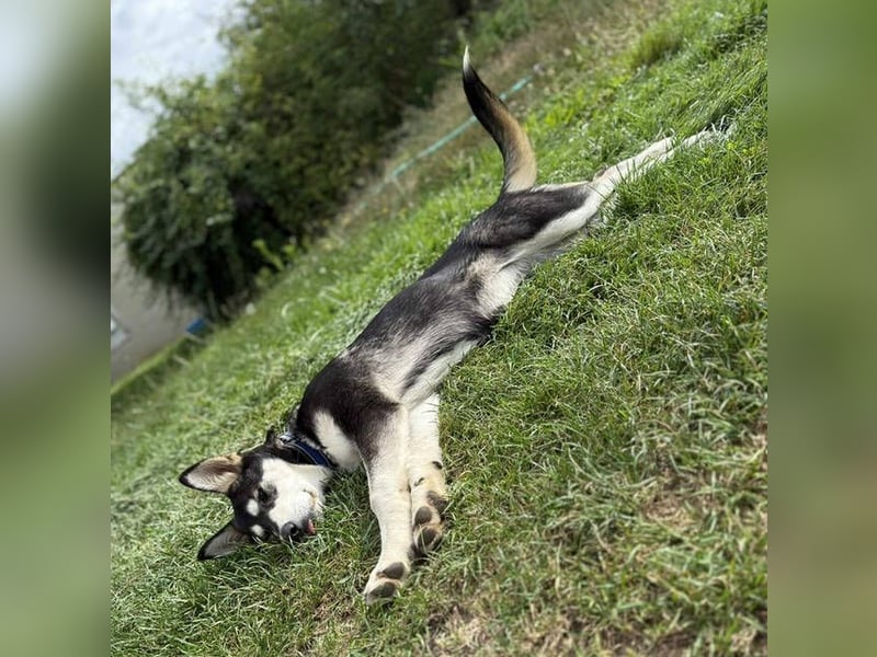 KEZIA , süßes HuskyMix Mädchen