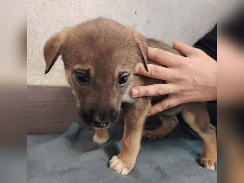 TINA das Hundebaby wurde ausgesetzt