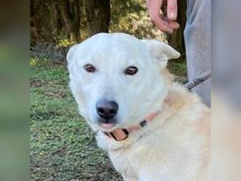 CHANTAL ist ein Traumhund CHANTAL ist ein Traumhund