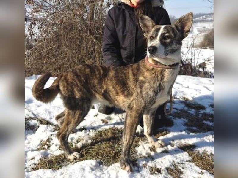 JUDY ist eine Schönheit