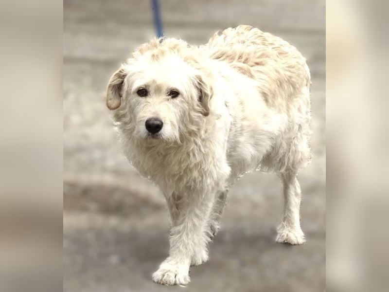 BELLA wurde einfach in die Tötung entsorgt