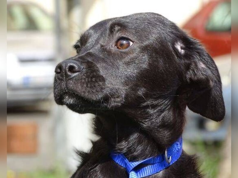 ARTHUR ist sehr lieb