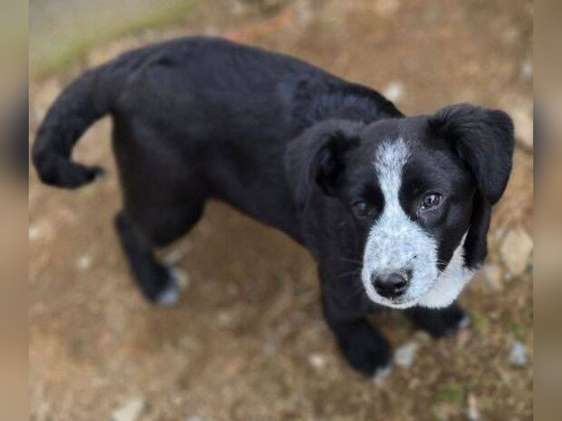 ANJA braucht dringend ein Zuhause