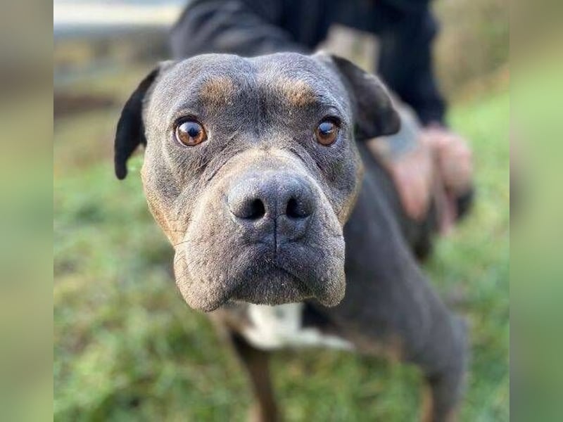 JORGI ist ein liebenswerter,  verträglicher Kerl