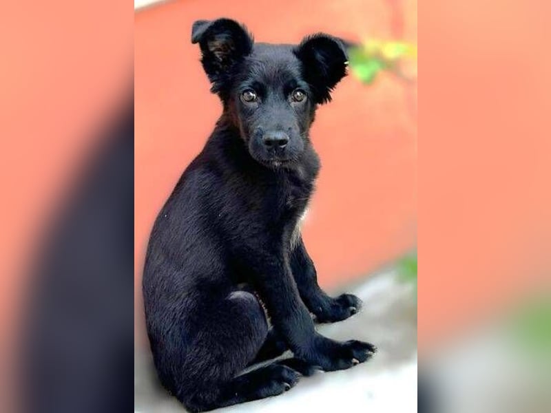 BLACKY , das süße Fellnäschen ist in großer Gefahr 