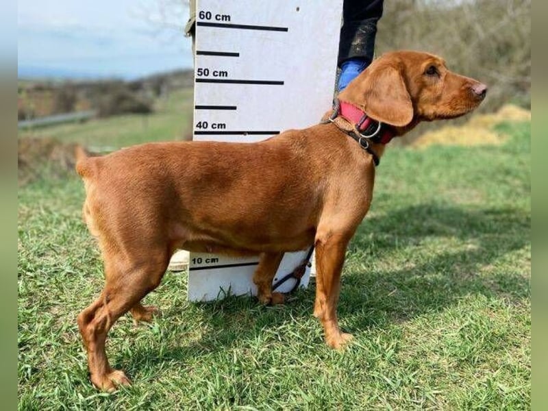 LEA, wunderschöne und zierliche Hündin