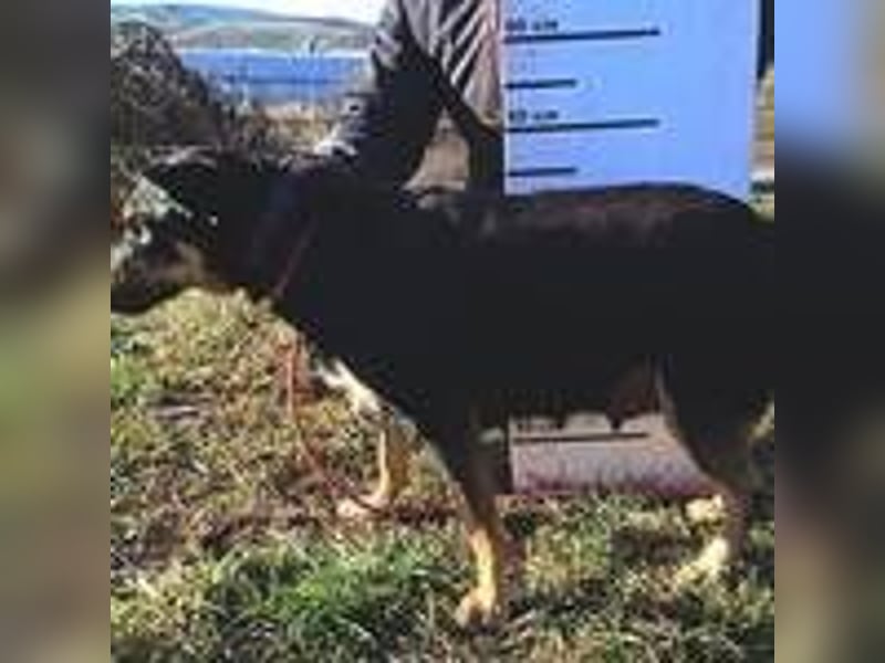 NORA 2 möchte ihr Herz verschenken 