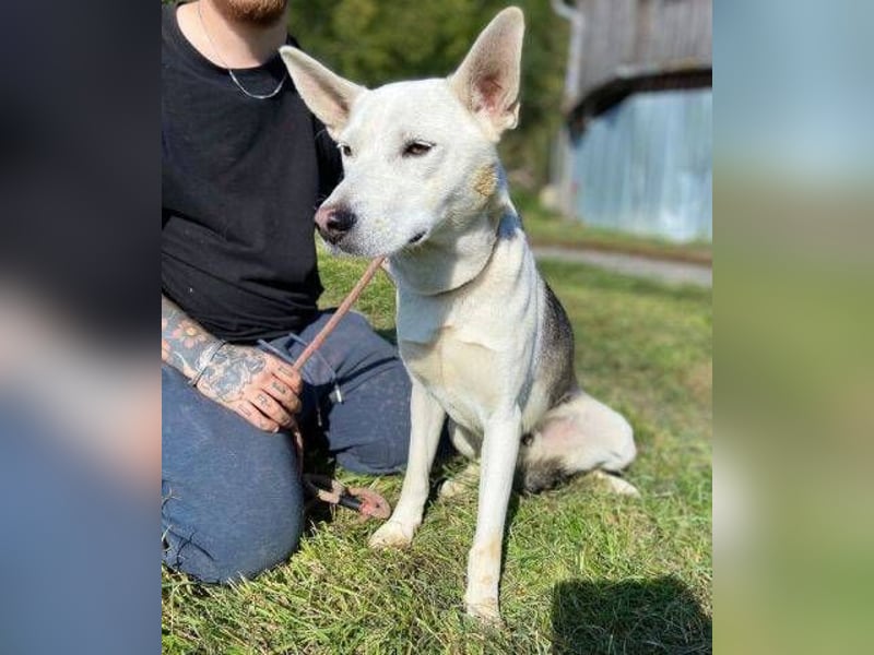 SVEN ist ein fröhlicher Jungspund