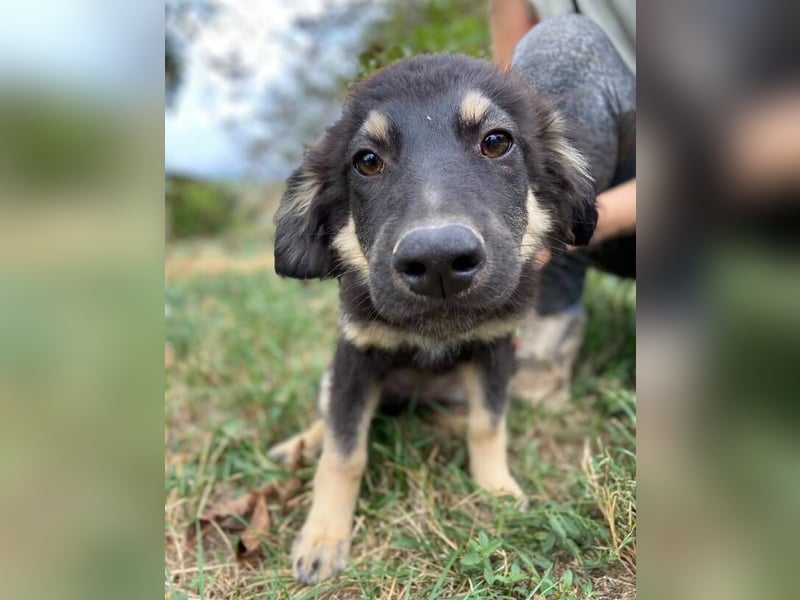 LORI das arme Hundekind wurde im Stich gelassen