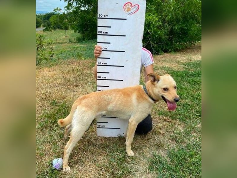 SHELDON ,verspielter , freundlicher Hundejunge