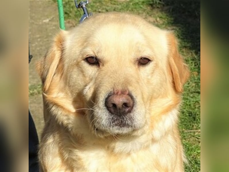 Astor, Retriever Mischling