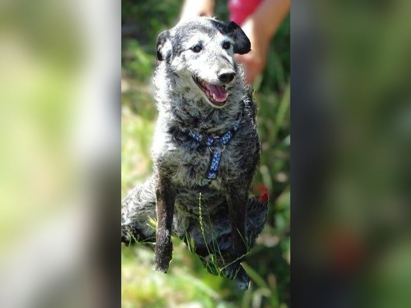 LOLA  ist ein liebe, ruhige Hundedame