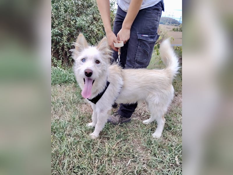 Zauberhafter Husky Terrier ähnlicher Jungrüde, 10Mon., kastriert
