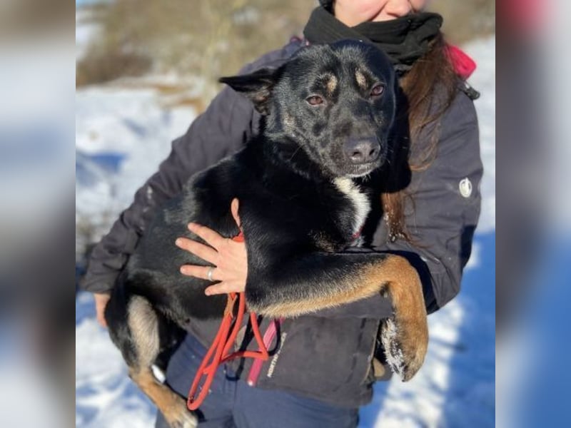 NERO ist eine Seele von Hund