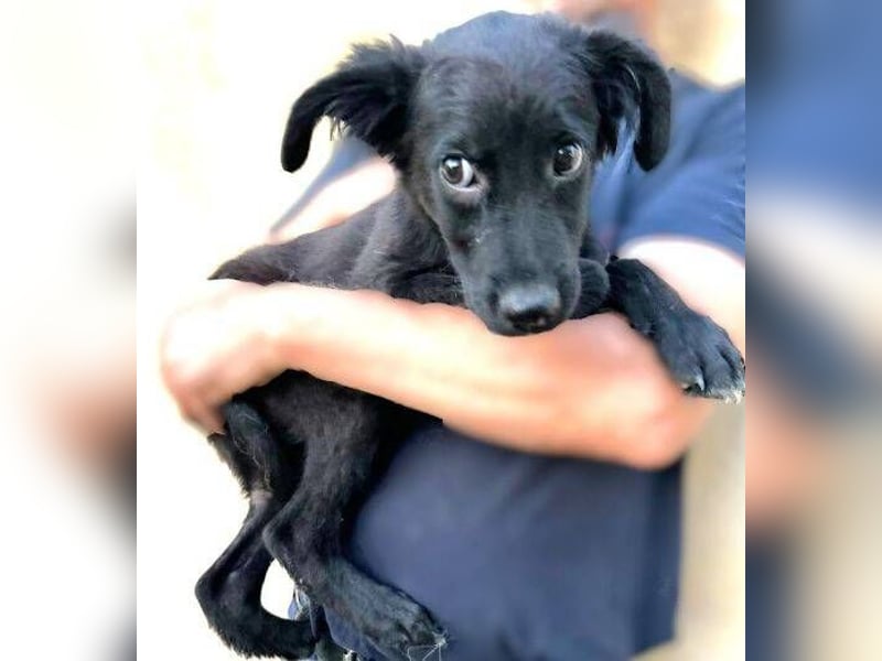 BLACKY , das süße Fellnäschen ist in großer Gefahr 