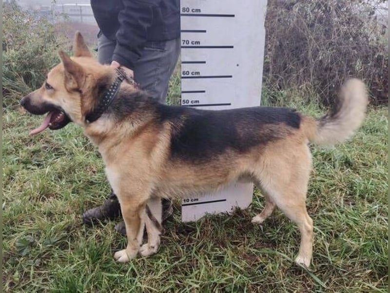 ENZO ist einfach wunderschön