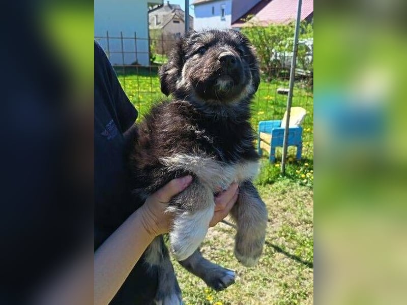 Laura ist ein süßes Hundemädchen