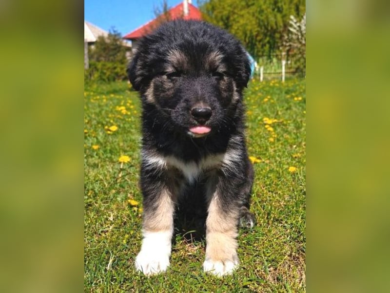 Laura ist ein süßes Hundemädchen