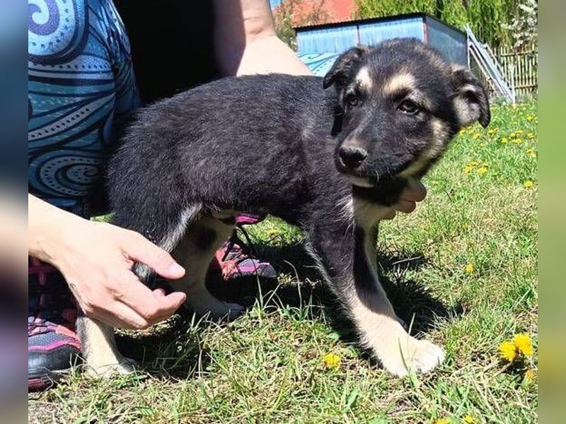 LUCAS kleiner Hundejunge auf der Suche nach dem großen Glück