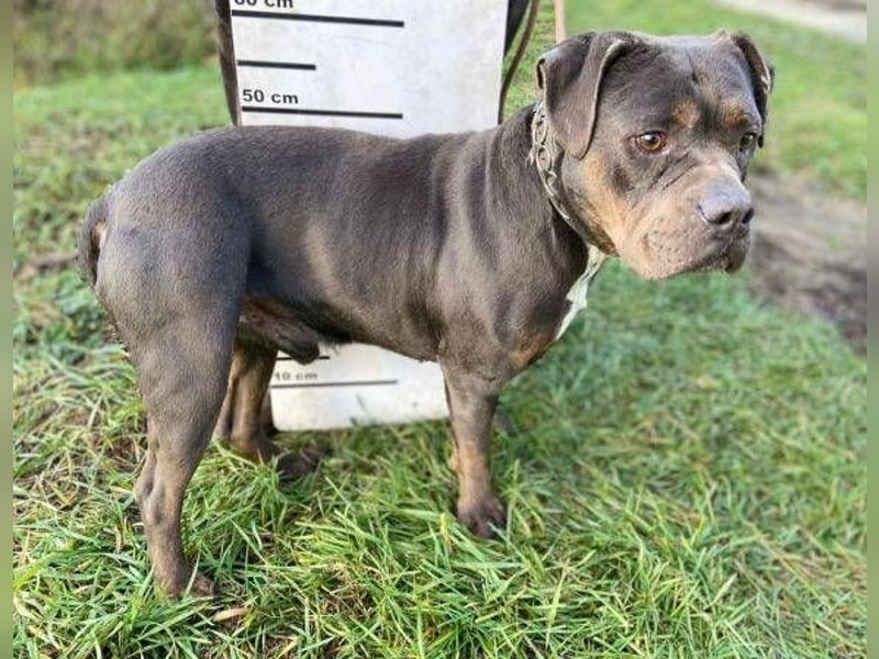 JORGI ist ein liebenswerter,  verträglicher Kerl