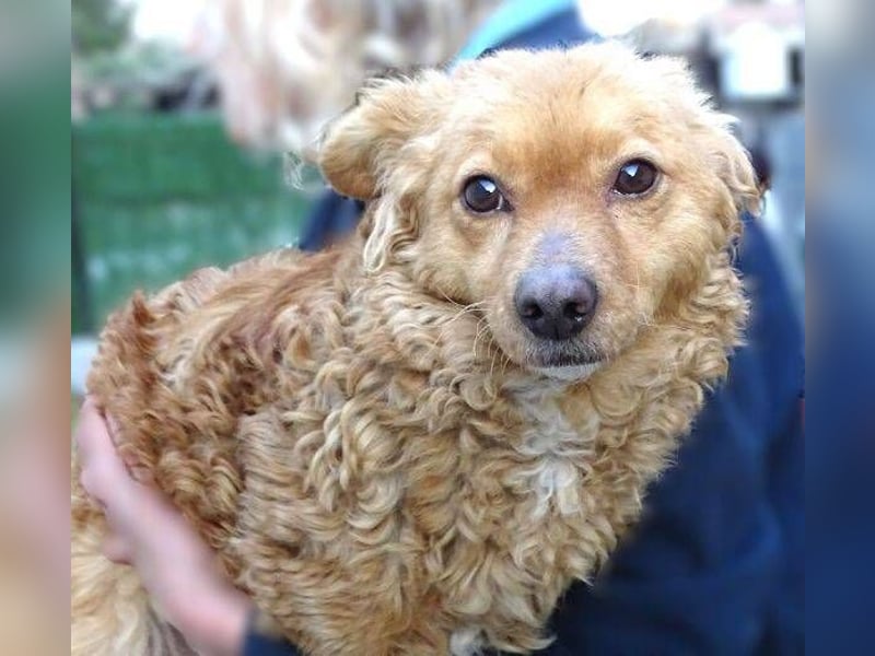 MEDDY , trotz Schönheit in Lebensgefahr