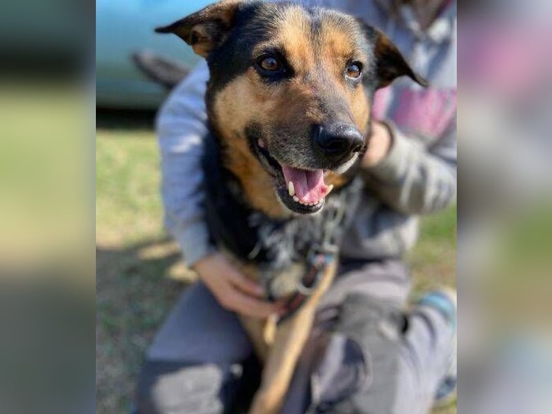 ALFA sehnt sich so nach einer Familie