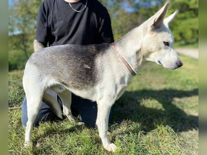 SVEN ist ein fröhlicher Jungspund